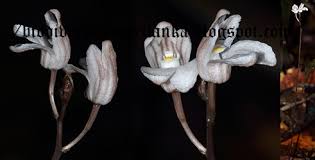 Image result for Didymoplexis