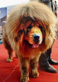 Pawsitive Id Large Dog Passed Off As Lion In Chinese Zoo Tibetan Mastiff Dog World S Most Expensive Dog Tibetan Mastiff