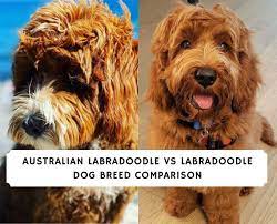 Kitchen equipment australian labradoodle vs labradoodle. Australian Labradoodle Vs Labradoodle Dog Breed Comparison 2021 We Love Doodles