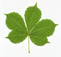 Compound leaves have multiple blades known as leaflets. Horse Chestnut Leaf Horse Chestnut Trees Horse Chestnut Leaves Horse Chestnut Tree Leaves