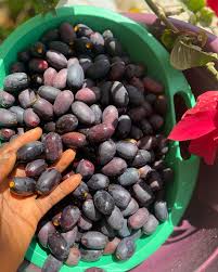 Image result for Canarium schweinfurthii