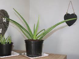 Aloe vera oder aloe vera ist eine pflanze, die sie in ihrem haus haben können, um die unzähligen positiven eigenschaften zu nutzen, die es sowohl für die gesundheit als auch für die schönheit und die haut bietet. Aloe Vera Pflanze Pflegen Vermehren Und Als Heilpflanze Anwenden