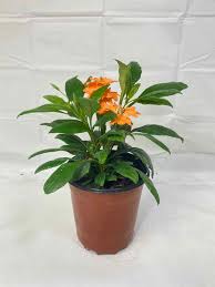 Image result for Crossandra pyrophila