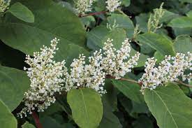 We did not find results for: Bloem Of Plant Japanse Duizendknoop