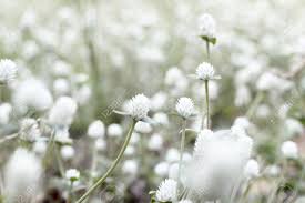 Its resolution is 1920px x 1080px, which can be used on your desktop, tablet or mobile devices. White Flower Field On Blur Background Stock Photo Picture And Royalty Free Image Image 57867461