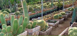 Rezervasyondan sonra telefon numarası ve adresi de dahil olmak üzere tesise ait tüm bilgiler. Gardens Gardening Design Landscaping Los Cabos Guide