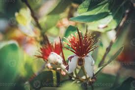 It grows up to 20 ft. Exotic Red Flowers Of Pineapple Guava Tree 2136371 Stock Photo At Vecteezy