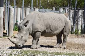 How to get from wels to schmiding zoo by bus, taxi or foot. Zoo Schmiding Picture Of Zoo Schmiding Wels Tripadvisor