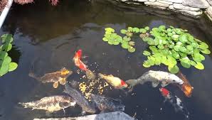 Here are some other factors that will have an impact on the way your koi grow. What To Feed Koi Fish Ultimate Guide Koi Fish Feeding