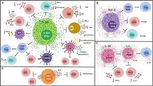 1716 washington street, blair, ne 68008 contacts. Frontiers Immunosuppressive Mechanisms Of Regulatory B Cells Immunology