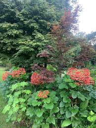 Image result for Clerodendrum poggei