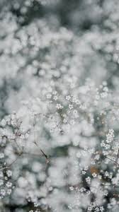 Download Iphone Xs Iphone Xs Max Iphone Xr Hd Wallpapers Gypsophila Flowers In 2020 Flower Iphone Wallpaper Iphone Wallpaper Vintage Flower Iphone Wallpaper Bright