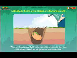 Plant life cycle stages of seed germination worksheet. Plant Life Cycle Science Lesson For 2nd Graders Youtube