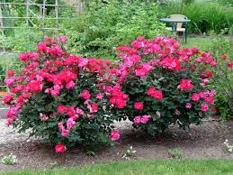 We did not find results for: Tips For Growing Great Roses Greenview