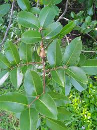 Image result for Xylocarpus