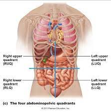Abdominal quadrants are the four major regions into which the abdomen is divided. Abdominal Quadrants Human Body Organs Human Body Anatomy Body Anatomy