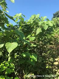 Image result for Melochia