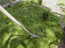 Besonders kritische phasen im hinblick auf unkräuter und moos im rasen sind der herbst und das frühjahr. Der Rasen Schnitt Ist Entscheidend Deingruen De