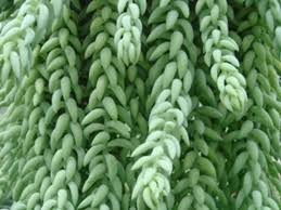 Le piante da interni donano colore e piante da appartamento e da interno per il 2020, piante grasse, verdi o carnivore per arredare della casa. Piante Succulente Una Cascata Di Sedum Piante Grasse Sedum Piante Succulente