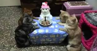 Dogum Gunu Partisi Yapan Kediler Cute Kittens Kedi Cok Sirin Hayvanlar