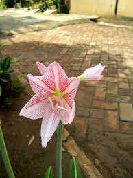 Pin Di Frontyard Plants