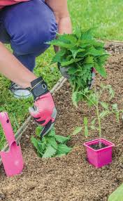 Que Faire Au Potager En Mai Potager Planter Tomates Potager Legumes