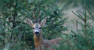 Rehe im garten sind der feind von jungen knospen, baumrinde, obstbaumaustrieben und co. Wildverbiss In Wald Und Garten Vermeiden Tipps Von Grube De