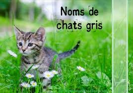 Noms chinois pour chats mâles et femelles. Liste Des Noms De Chats Gris Des Hommes Et Des Chats