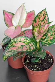 Aglaonema Favonian In 4 Pot Chinese Evergreen In 2020 Plants Best Indoor Plants Pretty Plants