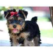 Most trusted source of cavapoo puppies for sale. Dog Adoption London Ontario
