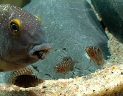 Tropheus Agzinda Yavrulari Cichliden Vis