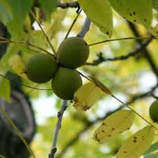 Tree shrub photos, eiffel tower rhododendrons, paris. Black Walnut Tree Zones 4 8 Winter Cove Farm