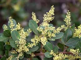 Image result for Searsia natalensis