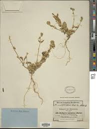 Image result for Dicliptera verticillata