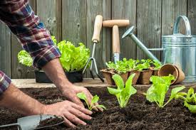 What about salmonella in the compost pile? If You Use This To Grow Your Garden You Could Get Salmonella Experts Say