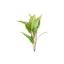 Image result for Hygrophila cataractae