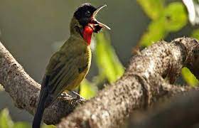 Maybe you would like to learn more about one of these? Daftar Harga Burung Samyong Terbaru 2021 Kicaumania Net