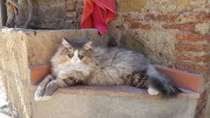 These terms are used to refer to certain dog breeds that shed little since there are no such dog breeds that don't shed at all. 11 Cat Breeds That Don T Shed Or Are Very Low Shedding