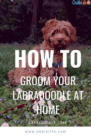 To dry, place a towel on your washing machine/table/counter and stand the puppy up on it. Labradoodle Grooming Guide 11 Simple Australian Labradoodle Grooming Tips For Easy Diy Grooming Oodle Life