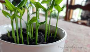 Citrus fruits, like lemons, offer multiple health benefits with the added advantage of being able to grow them right in your own home. Grow A Fruiting Lemon Tree From Seed In Your Own Home