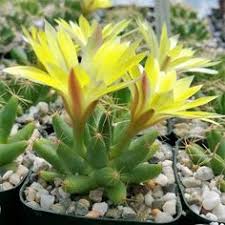 Aquí encontraras las mejores ofertas de cactus 2021 !!! 900 Ideas De Mamillarias En 2021 Suculentas Cactus Plantas