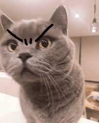 Cat Funny Cat Animals Angry Reactions Mood Hilarious Drawings Eye Brows New Gif On Giphy Baby Animals Super Cute Angry Cat Gif Angry Cat