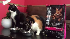 Makanan Kucing Murah Dan Bagus Equilibrio Tapi Bulu Kucing Rontok Youtube