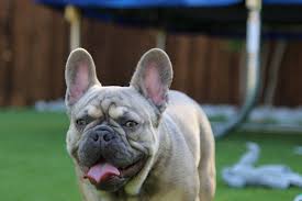 The coat coloring can range from a cool blue hue to sleek silver. Adults Freeman Frenchies
