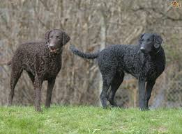 Find curly coated retriever puppies and dogs for sale & rehome in the uk near me. Curly Coated Retriever Dog Breed Facts Highlights Buying Advice Pets4homes