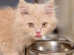 Schonkost Fur Katzen Tipps Und Informationen