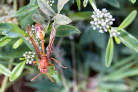 Image result for Limeum sulcatum