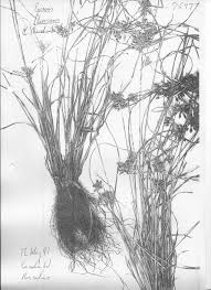 Image result for Pycreus flavescens