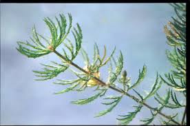 Image result for Ceratophyllaceae