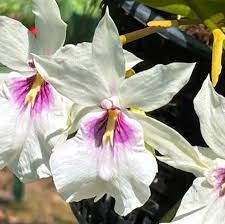 Image result for Orthochilus euanthus